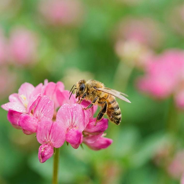 A bee on wildflowers