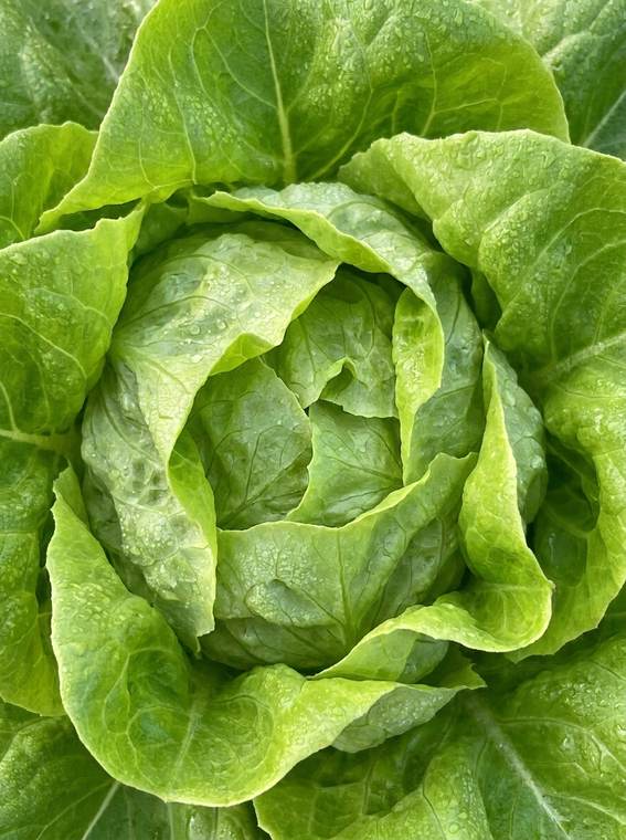 Fresh lettuce